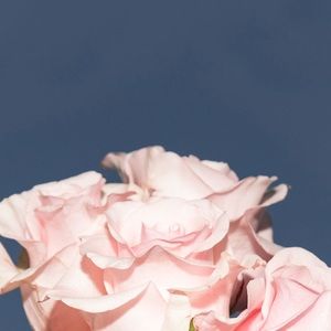 Meet your Posher, Ella